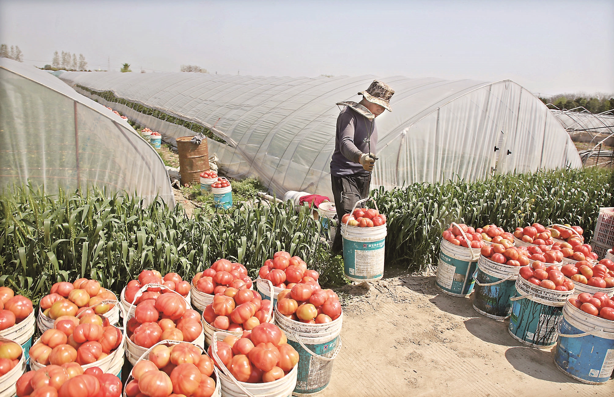 四季农事采摘西红柿