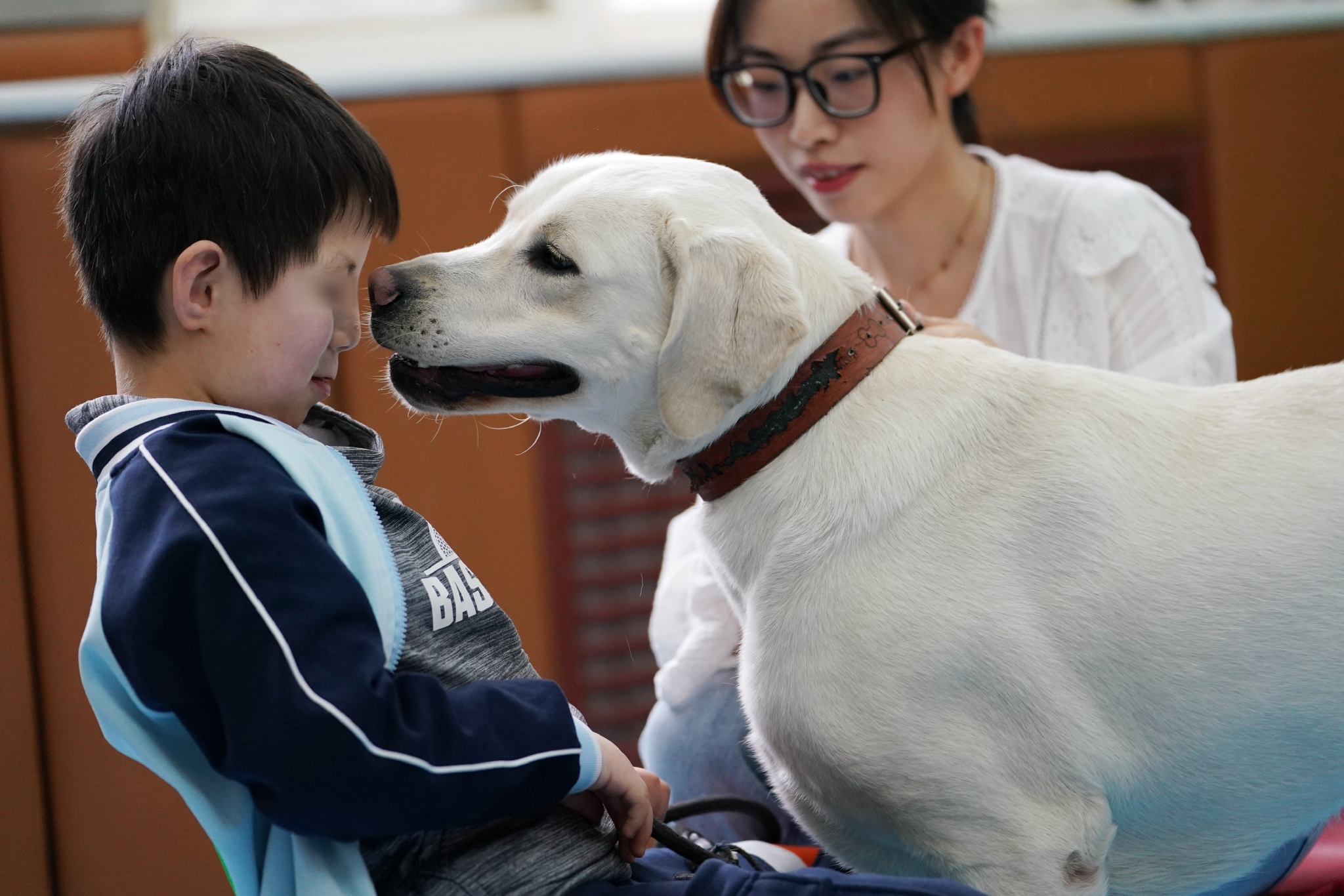 导盲犬(导盲犬怎么知道主人要去哪里)