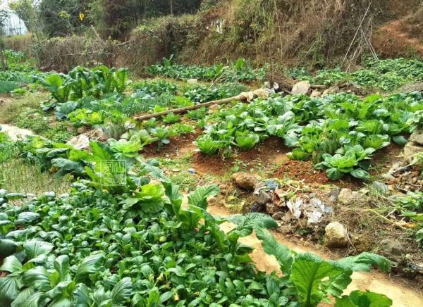 台州4女子寻刺激开保时捷去菜地偷菜一人当场被抓，均被行拘休闲区蓝鸢梦想 - Www.slyday.coM