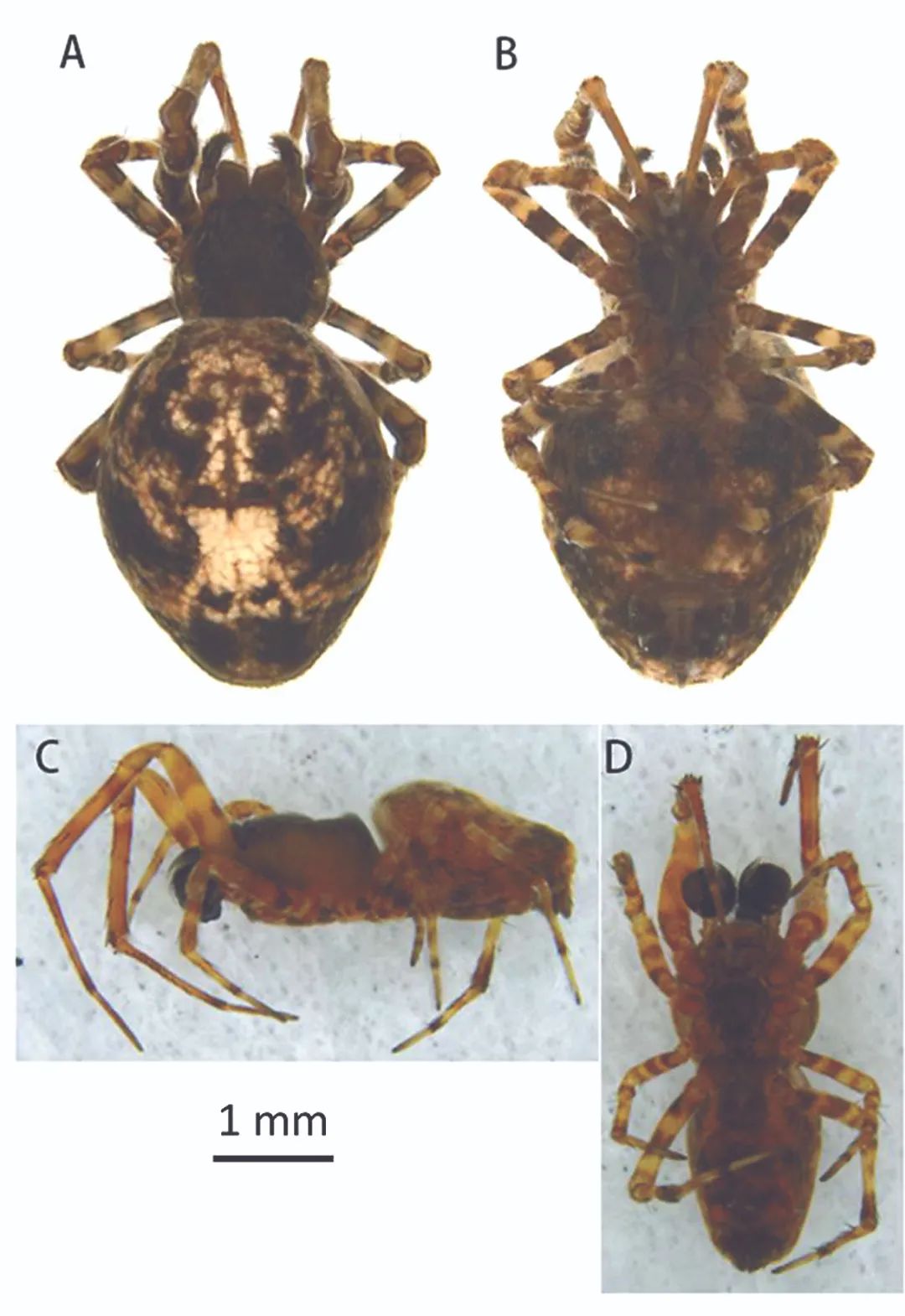 隆喜妩蛛的形态图&nbsp; 受访者供图