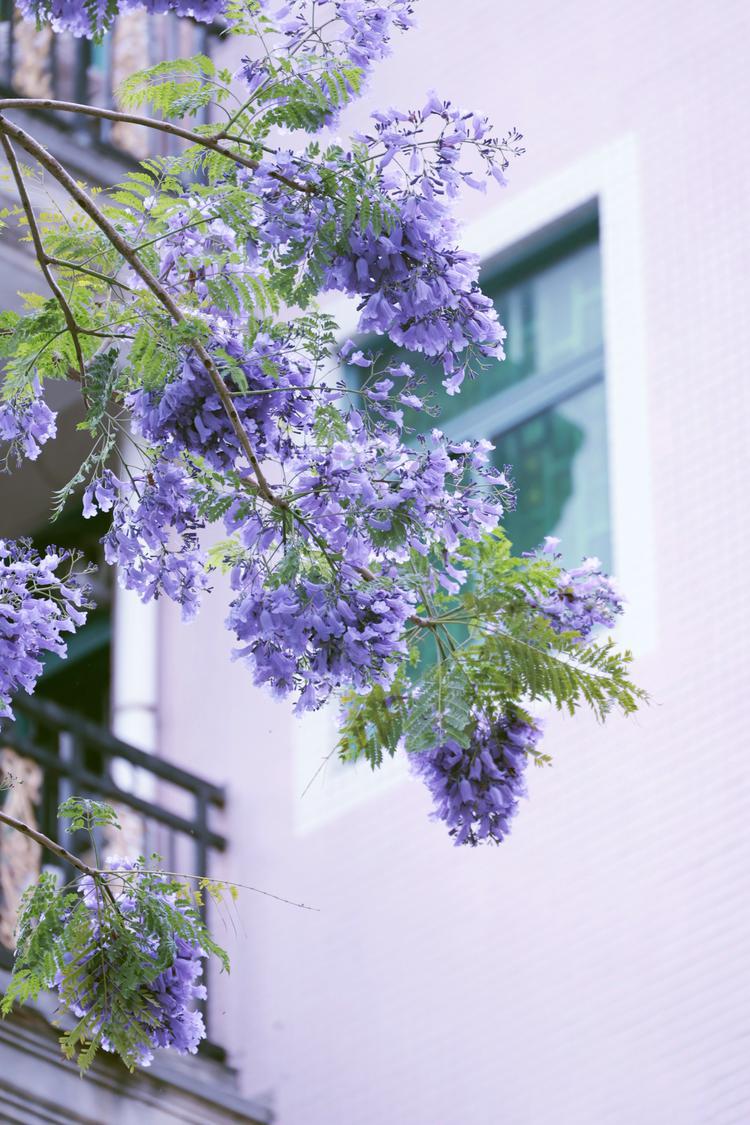 行摄佛山蓝花楹初夏一抹蓝