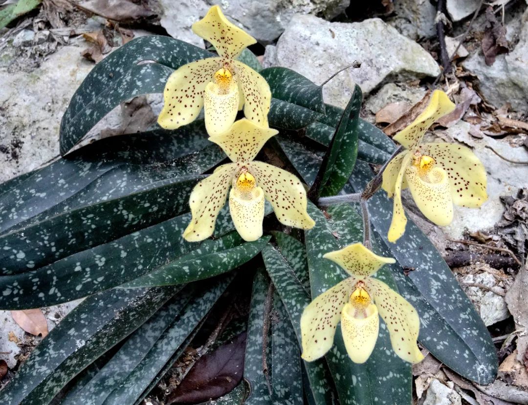 现在我国的野生兰花,有接近90多种处于濒危或极危的状态就比如常见的