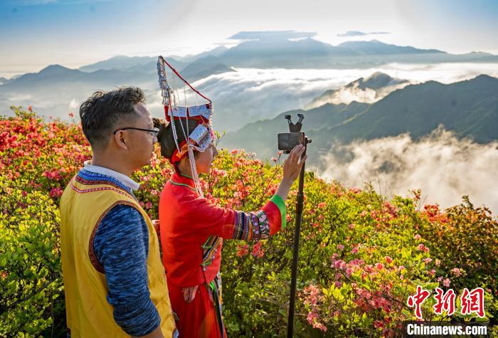 4月27日,寧國市雲梯畲族村民在湯公山直播雲海和杜娟花. 李曉紅 攝