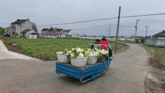 上海疫情下南汇玉菇瓜滞销，大润发源头直采为瓜农解愁休闲区蓝鸢梦想 - Www.slyday.coM