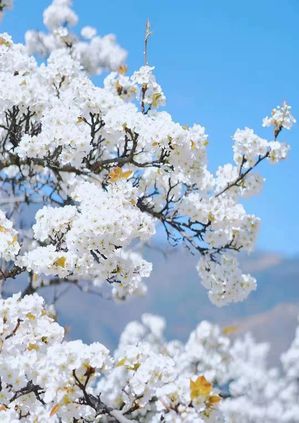 阿坝金川:"梨花经济" 美了乡村富了民|阿坝_新浪新闻