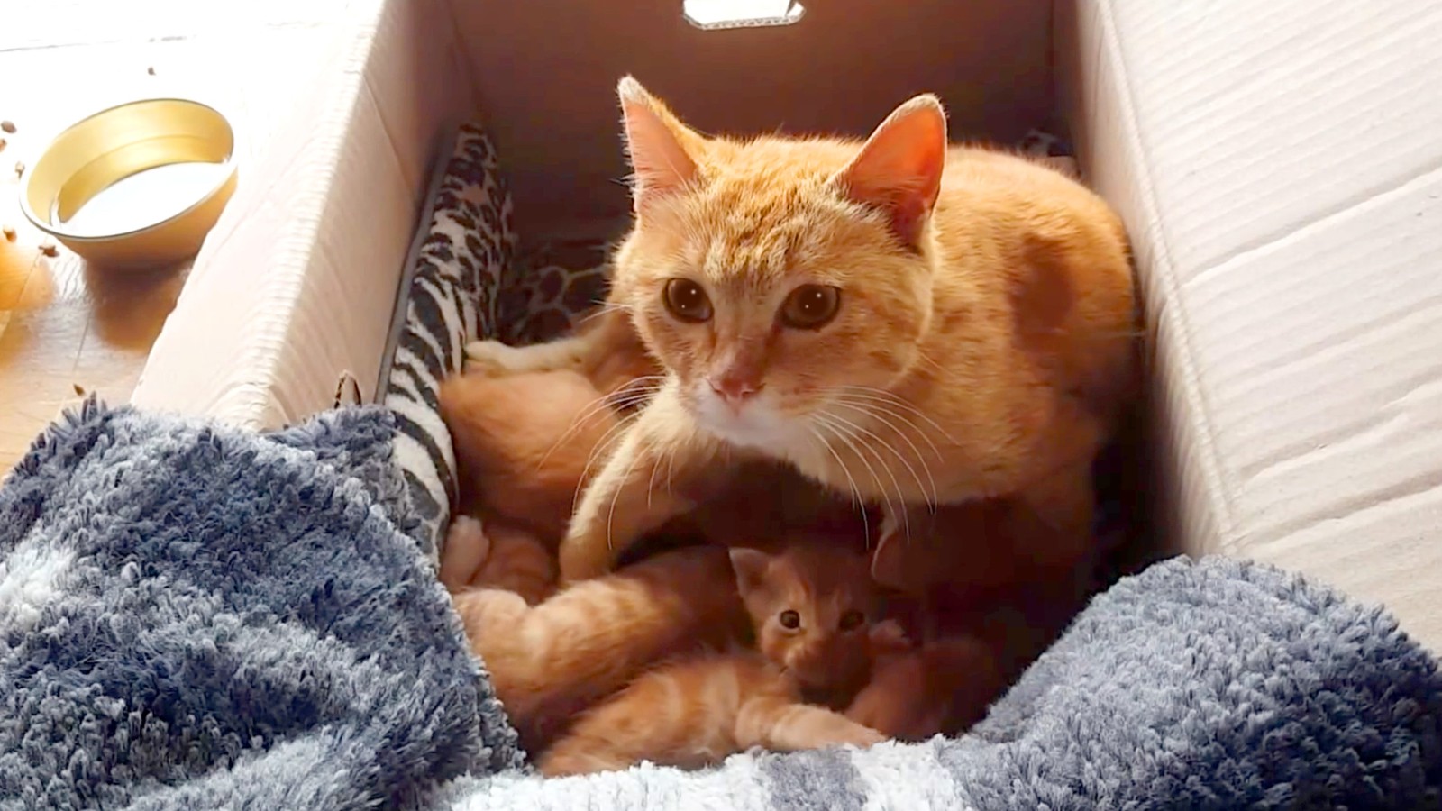 喂了一只流浪猫,它主动带好心人去看小猫,自己却消失不见休闲区蓝鸢梦想 - Www.slyday.coM 喂了一只流浪猫,它主动带好心人去看小猫,自己却消失不见休闲区蓝鸢梦想 - Www.slyday.coM