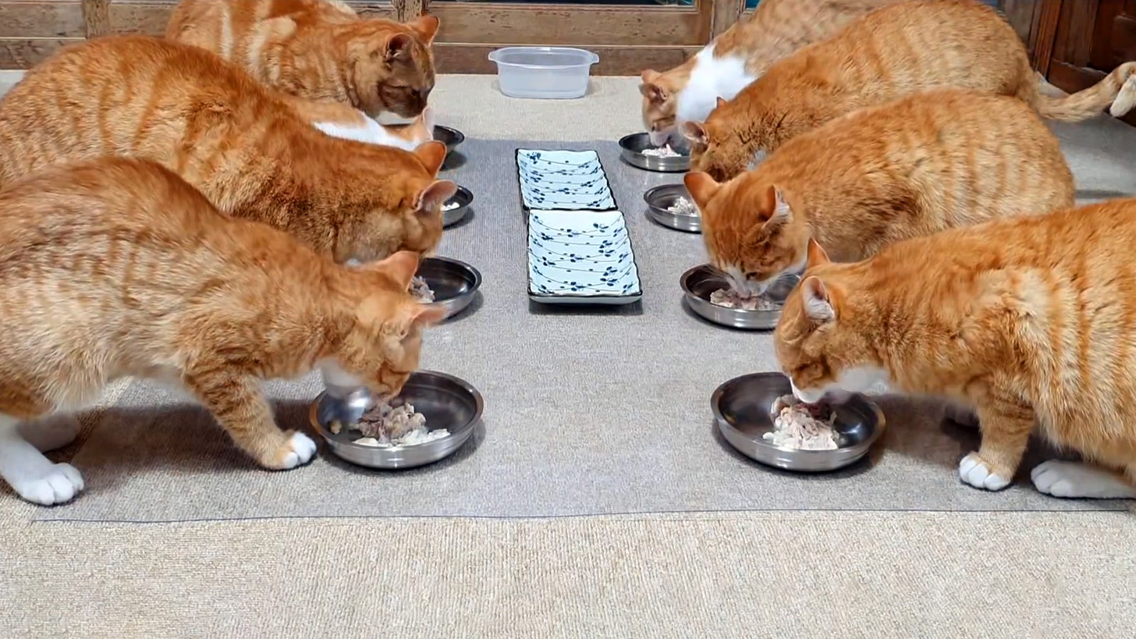 喂了一只流浪猫,它主动带好心人去看小猫,自己却消失不见休闲区蓝鸢梦想 - Www.slyday.coM 喂了一只流浪猫,它主动带好心人去看小猫,自己却消失不见休闲区蓝鸢梦想 - Www.slyday.coM