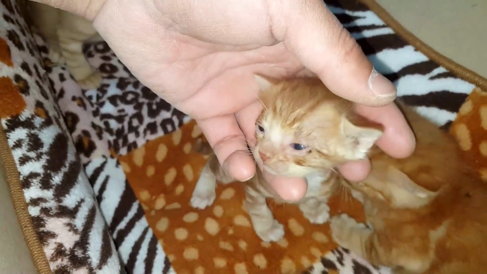 喂了一只流浪猫,它主动带好心人去看小猫,自己却消失不见休闲区蓝鸢梦想 - Www.slyday.coM 喂了一只流浪猫,它主动带好心人去看小猫,自己却消失不见休闲区蓝鸢梦想 - Www.slyday.coM