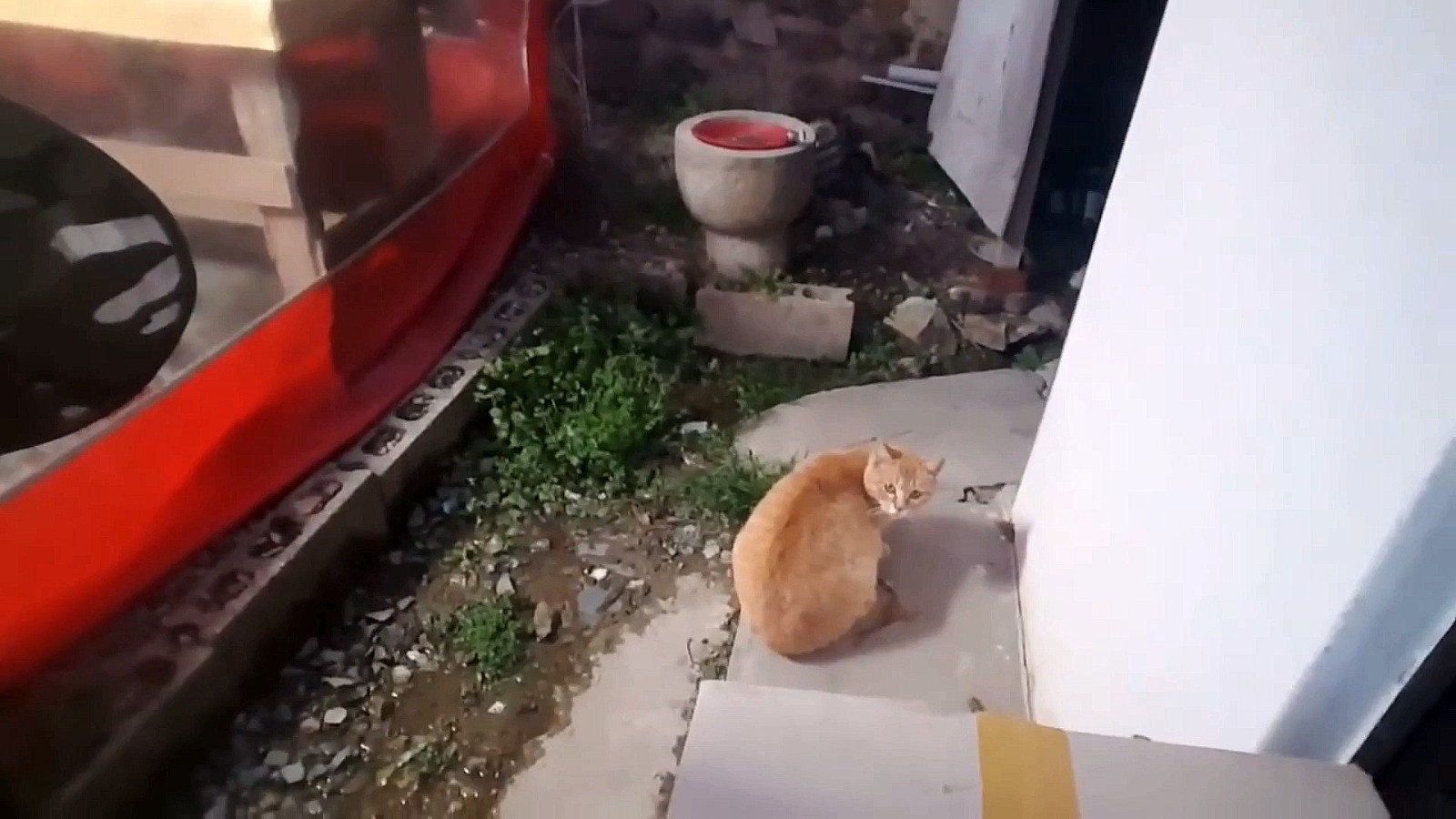 喂了一只流浪猫,它主动带好心人去看小猫,自己却消失不见休闲区蓝鸢梦想 - Www.slyday.coM 喂了一只流浪猫,它主动带好心人去看小猫,自己却消失不见休闲区蓝鸢梦想 - Www.slyday.coM