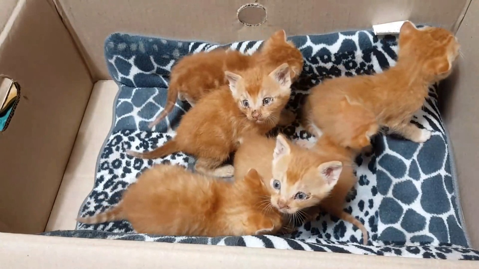 喂了一只流浪猫,它主动带好心人去看小猫,自己却消失不见休闲区蓝鸢梦想 - Www.slyday.coM 喂了一只流浪猫,它主动带好心人去看小猫,自己却消失不见休闲区蓝鸢梦想 - Www.slyday.coM