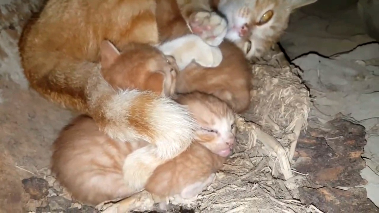 喂了一只流浪猫,它主动带好心人去看小猫,自己却消失不见休闲区蓝鸢梦想 - Www.slyday.coM 喂了一只流浪猫,它主动带好心人去看小猫,自己却消失不见休闲区蓝鸢梦想 - Www.slyday.coM