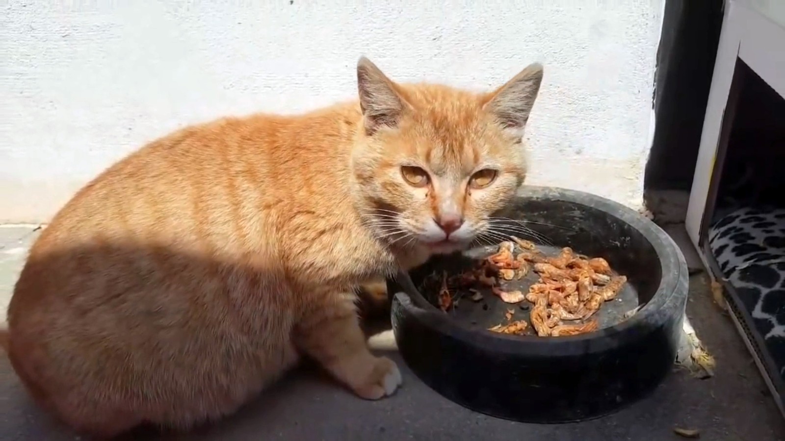 喂了一只流浪猫,它主动带好心人去看小猫,自己却消失不见休闲区蓝鸢梦想 - Www.slyday.coM 喂了一只流浪猫,它主动带好心人去看小猫,自己却消失不见休闲区蓝鸢梦想 - Www.slyday.coM