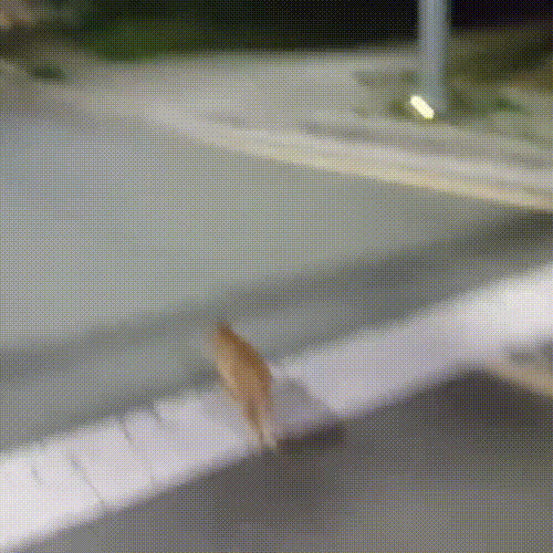 喂了一只流浪猫,它主动带好心人去看小猫,自己却消失不见休闲区蓝鸢梦想 - Www.slyday.coM 喂了一只流浪猫,它主动带好心人去看小猫,自己却消失不见休闲区蓝鸢梦想 - Www.slyday.coM