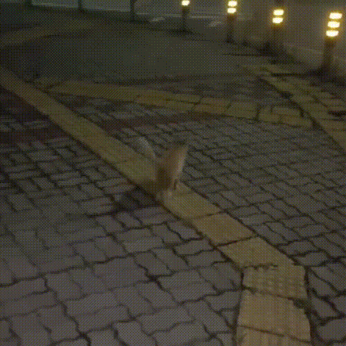 喂了一只流浪猫,它主动带好心人去看小猫,自己却消失不见休闲区蓝鸢梦想 - Www.slyday.coM 喂了一只流浪猫,它主动带好心人去看小猫,自己却消失不见休闲区蓝鸢梦想 - Www.slyday.coM