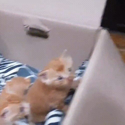 喂了一只流浪猫,它主动带好心人去看小猫,自己却消失不见休闲区蓝鸢梦想 - Www.slyday.coM 喂了一只流浪猫,它主动带好心人去看小猫,自己却消失不见休闲区蓝鸢梦想 - Www.slyday.coM