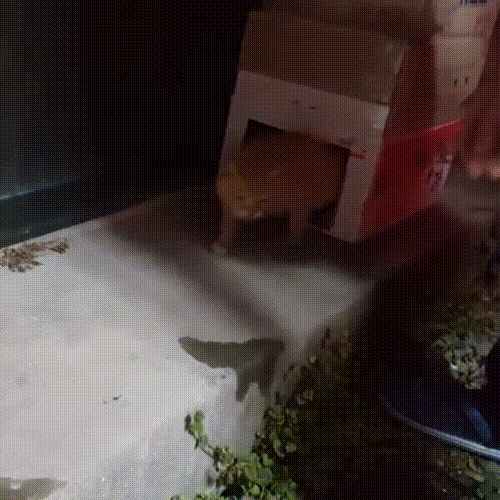 喂了一只流浪猫,它主动带好心人去看小猫,自己却消失不见休闲区蓝鸢梦想 - Www.slyday.coM 喂了一只流浪猫,它主动带好心人去看小猫,自己却消失不见休闲区蓝鸢梦想 - Www.slyday.coM