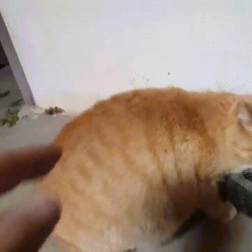 喂了一只流浪猫,它主动带好心人去看小猫,自己却消失不见休闲区蓝鸢梦想 - Www.slyday.coM 喂了一只流浪猫,它主动带好心人去看小猫,自己却消失不见休闲区蓝鸢梦想 - Www.slyday.coM