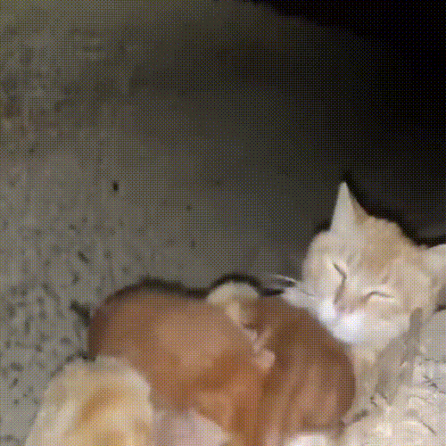 喂了一只流浪猫,它主动带好心人去看小猫,自己却消失不见休闲区蓝鸢梦想 - Www.slyday.coM 喂了一只流浪猫,它主动带好心人去看小猫,自己却消失不见休闲区蓝鸢梦想 - Www.slyday.coM