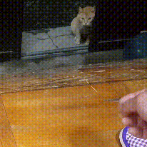 喂了一只流浪猫,它主动带好心人去看小猫,自己却消失不见休闲区蓝鸢梦想 - Www.slyday.coM 喂了一只流浪猫,它主动带好心人去看小猫,自己却消失不见休闲区蓝鸢梦想 - Www.slyday.coM