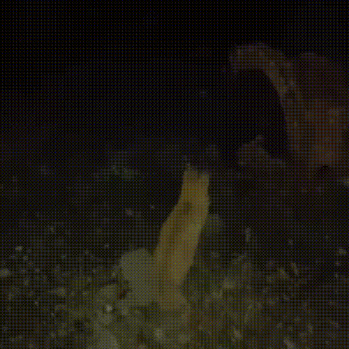 喂了一只流浪猫,它主动带好心人去看小猫,自己却消失不见休闲区蓝鸢梦想 - Www.slyday.coM 喂了一只流浪猫,它主动带好心人去看小猫,自己却消失不见休闲区蓝鸢梦想 - Www.slyday.coM