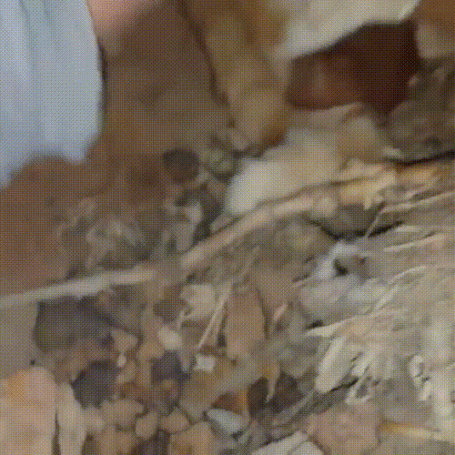 喂了一只流浪猫,它主动带好心人去看小猫,自己却消失不见休闲区蓝鸢梦想 - Www.slyday.coM 喂了一只流浪猫,它主动带好心人去看小猫,自己却消失不见休闲区蓝鸢梦想 - Www.slyday.coM