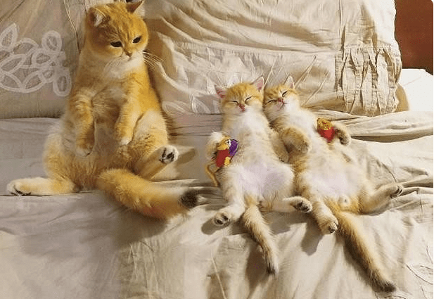 猫妈每天把小猫咪哄睡着才睡，猫妈那抱怨的样子，让主人哭笑不得休闲区蓝鸢梦想 - Www.slyday.coM