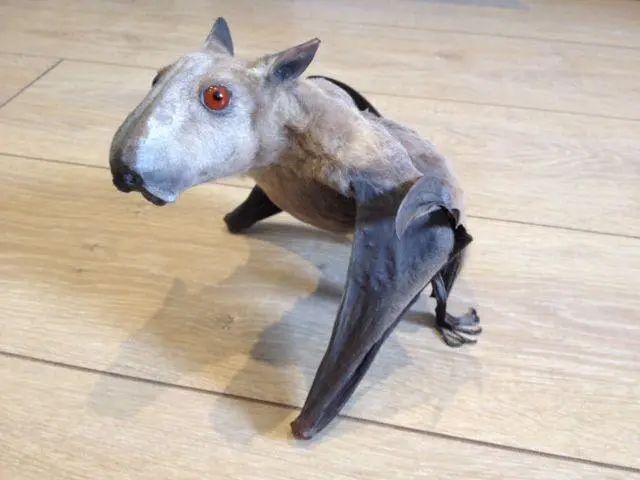 长得像麋鹿的特殊蝙蝠成网红了可爱正脸公开萌翻众人