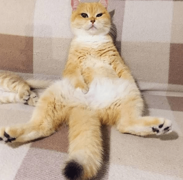 猫妈每天把小猫咪哄睡着才睡，猫妈那抱怨的样子，让主人哭笑不得休闲区蓝鸢梦想 - Www.slyday.coM