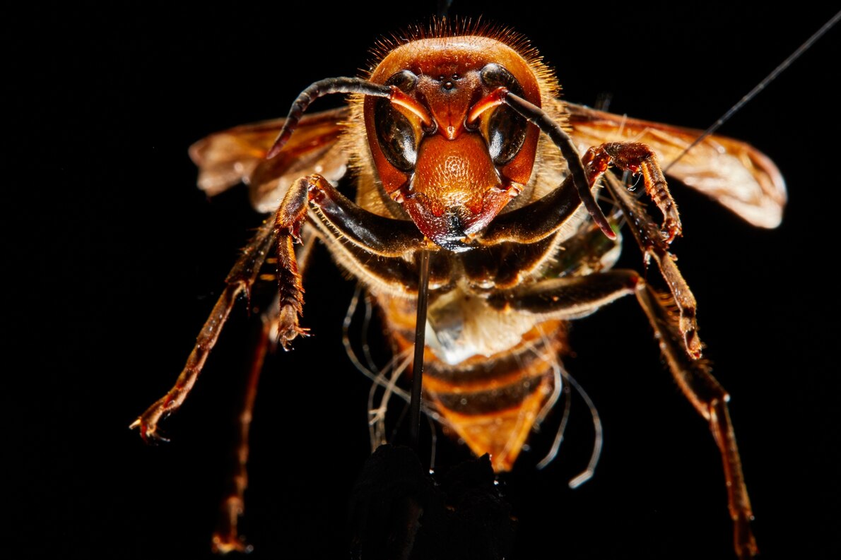 硬碰硬打不过，蜜蜂就没办法对付胡蜂了吗？于是它们想到了用粪便_蜂巢