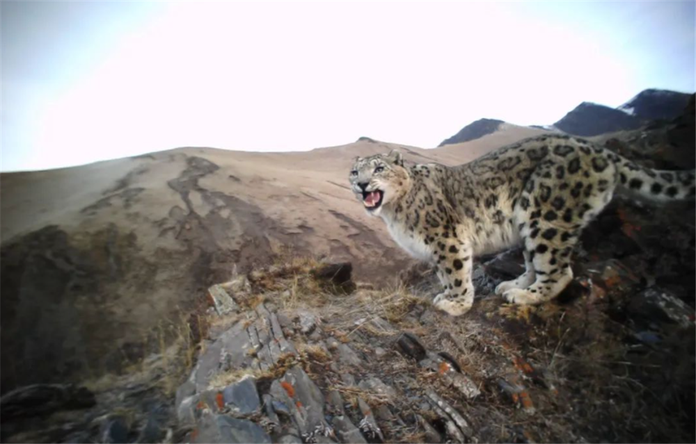 阿尔泰山出现1只母雪豹,与狼群对峙半小时,不让狼靠近自己幼崽__财经