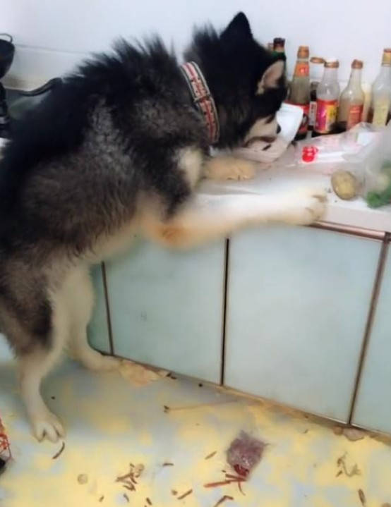 宠狗宠到无法无天是什么样的？狗子拆家，主人回来后根本不搭理休闲区蓝鸢梦想 - Www.slyday.coM