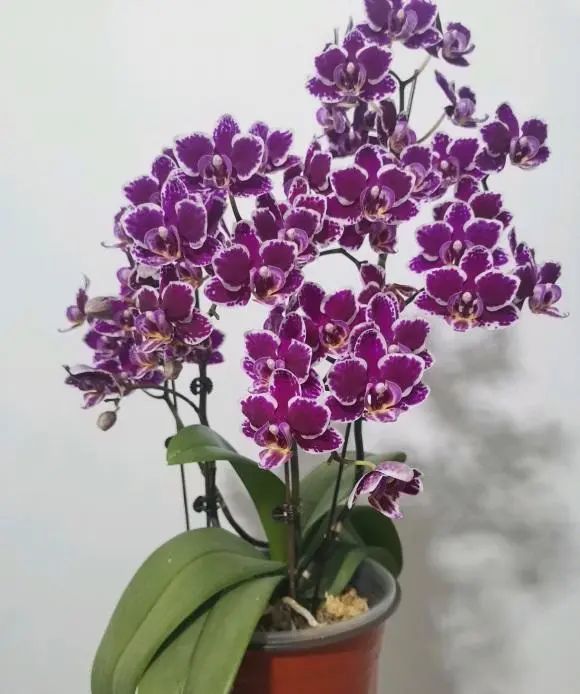 蝴蝶兰冬天开花花市的蝴蝶兰夏天也能开