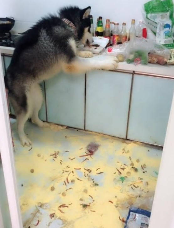 宠狗宠到无法无天是什么样的？狗子拆家，主人回来后根本不搭理休闲区蓝鸢梦想 - Www.slyday.coM