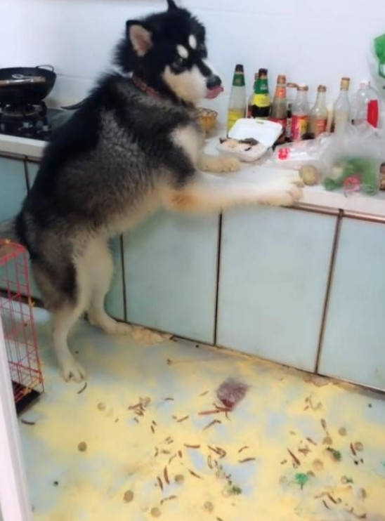 宠狗宠到无法无天是什么样的？狗子拆家，主人回来后根本不搭理休闲区蓝鸢梦想 - Www.slyday.coM