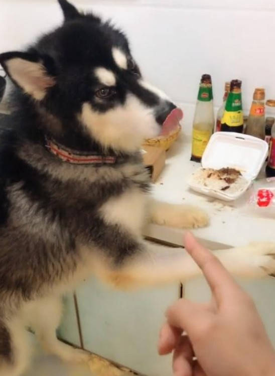 宠狗宠到无法无天是什么样的？狗子拆家，主人回来后根本不搭理休闲区蓝鸢梦想 - Www.slyday.coM