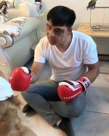 主人欺负金毛不会拳击给金毛带上拳套以后被打得鼻青脸肿