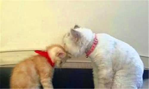 主人带回家一只小橘猫, 担心小橘猫受欺负, 土著猫咪的反应亮了休闲区蓝鸢梦想 - Www.slyday.coM