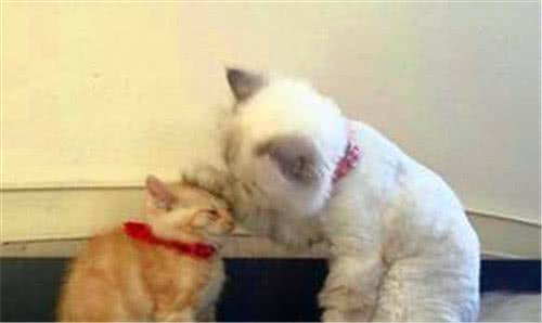 主人带回家一只小橘猫, 担心小橘猫受欺负, 土著猫咪的反应亮了休闲区蓝鸢梦想 - Www.slyday.coM