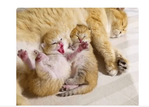 猫妈每天把小猫咪哄睡着才睡，猫妈那抱怨的样子，让主人哭笑不得休闲区蓝鸢梦想 - Www.slyday.coM