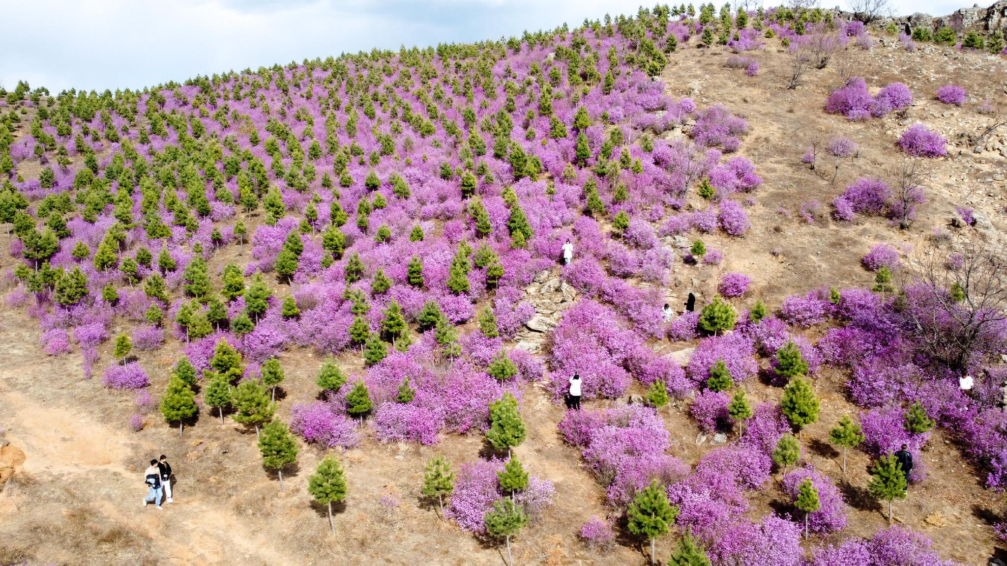 内蒙古扎兰屯杜鹃花开迎客来