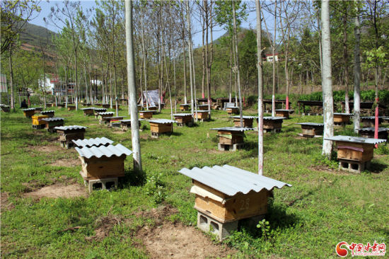 甘肃两当探"山地立体"农业新模式 实现经济生态良性互动|甘肃省_新浪