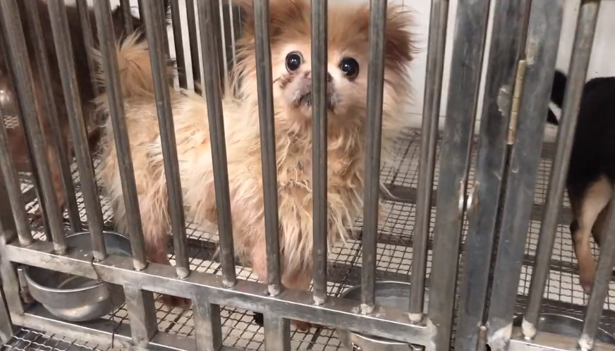 下面是北京公安局犬类留检所的地址和电