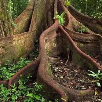 板状根、绞杀榕、 空中花园、老茎生花等常见的热带雨林景观汇总|地面|植物|树干|板根|乔木_新浪新闻