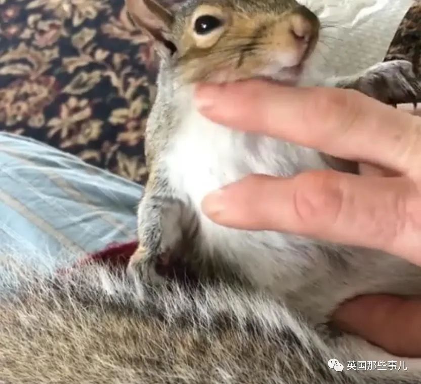 虚弱小松鼠被老奶奶捡回家，各种宠溺关爱，真成了奶奶带大的胖仔！休闲区蓝鸢梦想 - Www.slyday.coM