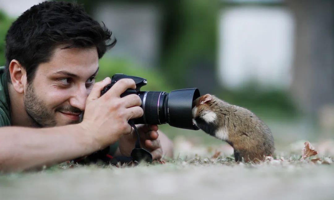 摄影师花10年拍摄仓鼠老鼠也能拍得这么美超级可爱