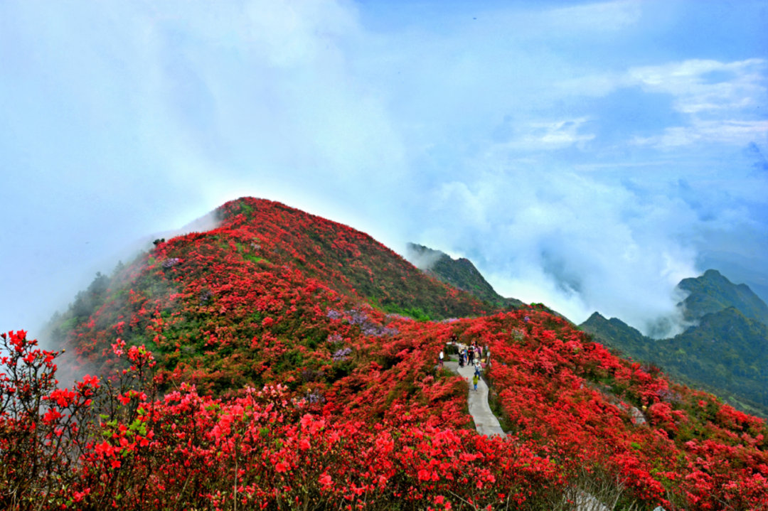 近日,在海拔1500米的贵州丹寨龙泉山上……|贵州省_新浪新闻