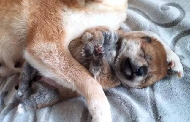 柴犬紧紧抱着宝宝求主人不要把它送人就剩下最后一只了