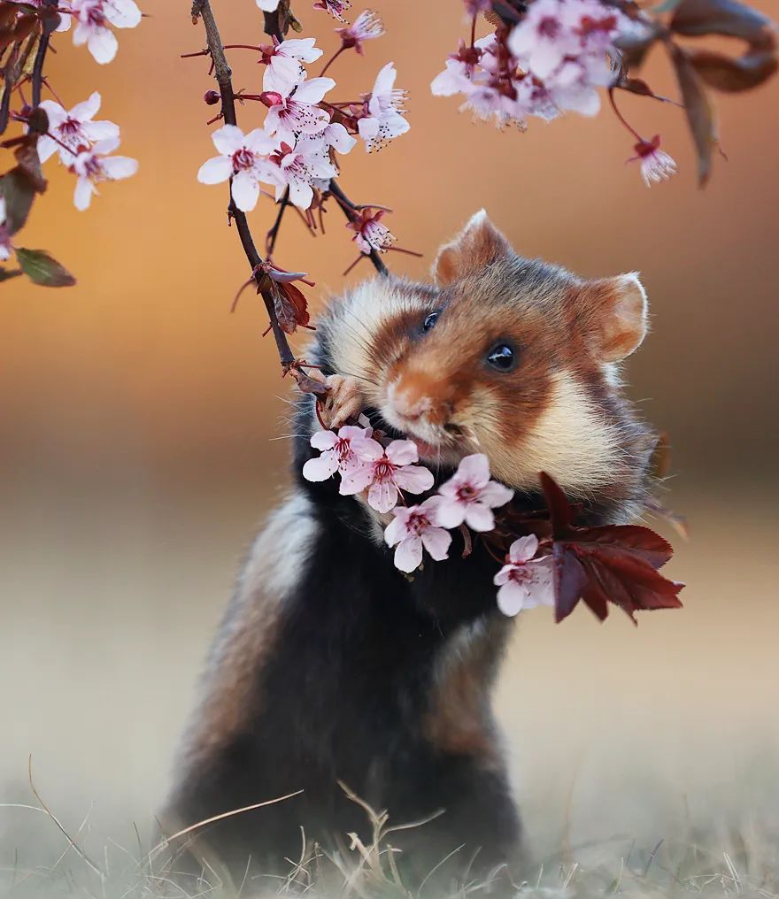 摄影师花10年拍摄仓鼠老鼠也能拍得这么美超级可爱