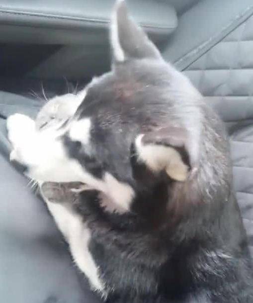 当车里只有哈士奇和喵星人的时候，看看二哈对猫咪做了些什么休闲区蓝鸢梦想 - Www.slyday.coM