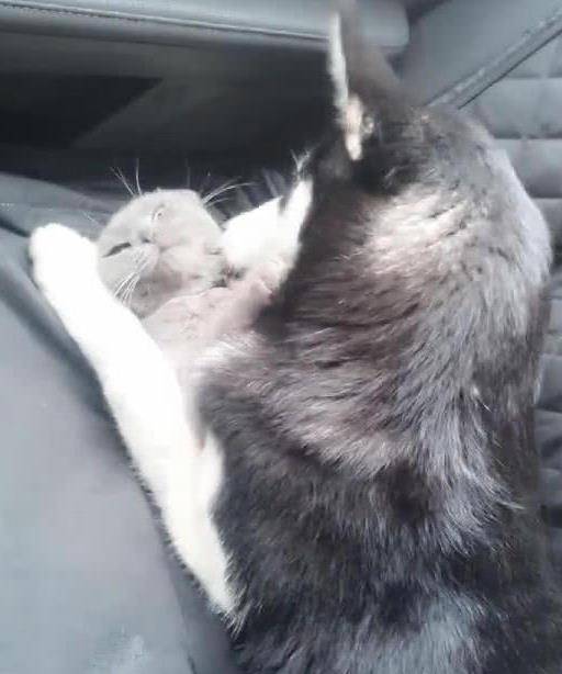 当车里只有哈士奇和喵星人的时候，看看二哈对猫咪做了些什么休闲区蓝鸢梦想 - Www.slyday.coM